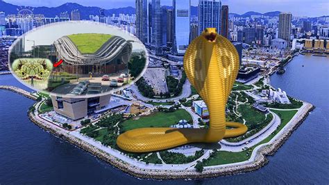 香港蛇陣 劍蘭顏色